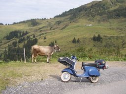 Was sich die Kuh wohl denkt.