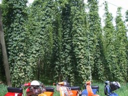 Fahrt durch die Hallertau.