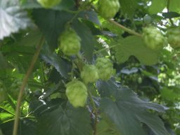 Hopfen.