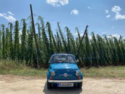 Hopfenanbau in der Hallertau.