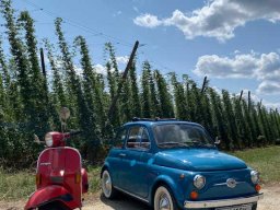 Hopfenanbau in der Hallertau.